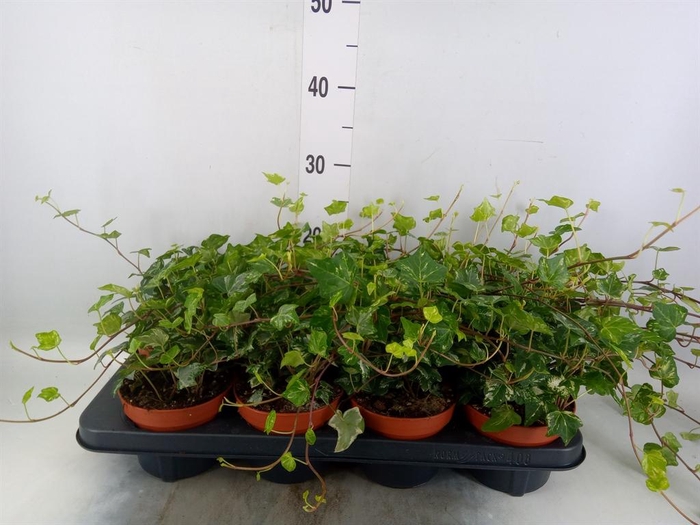 <h4>Hedera helix 'Kolibri'</h4>