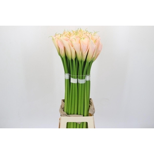 Zantedeschia Eydolls Salmon