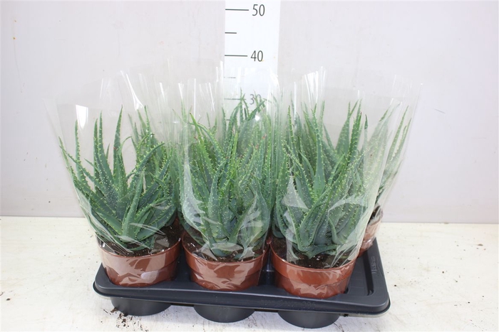 <h4>Aloe Arborescens</h4>