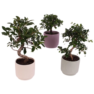 Bonsai Indoor Mix Ø12cm Mix B/S Shape in Ø14cm Ceramic SE571