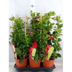 Mandevilla  'Sundavil Red'