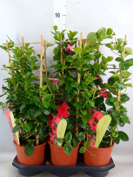 <h4>Mandevilla  'Sundavil Red'</h4>