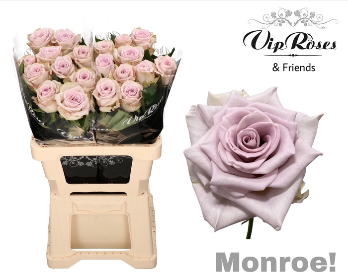 Vip Roses By Sassen Vip Roses Webshop