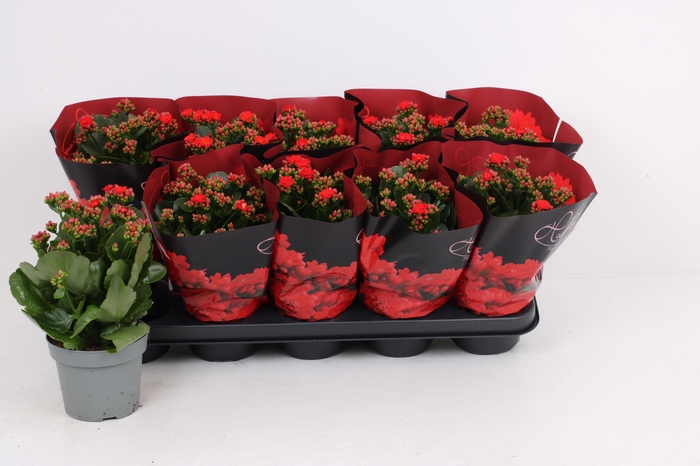 <h4>KAL GE RF NOELLE</h4>