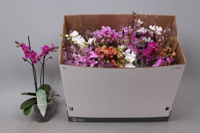 <h4>PHAL MF GEM 8 KL</h4>