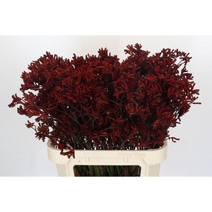 Anigozanthos Red Velvet