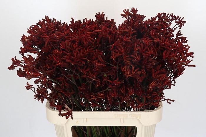<h4>Kangaroo Paw Red Velvet</h4>