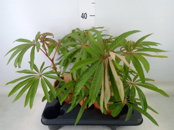 <h4>Begonia BD   ...</h4>