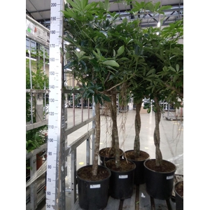 Schefflera arbor. 'Compacta'