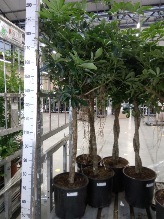<h4>Schefflera arbor. 'Compacta'</h4>