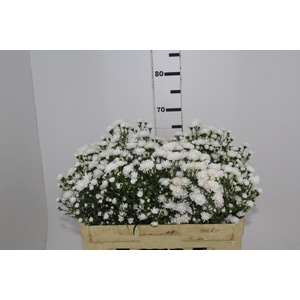 ASTER MARIANA 060 CM