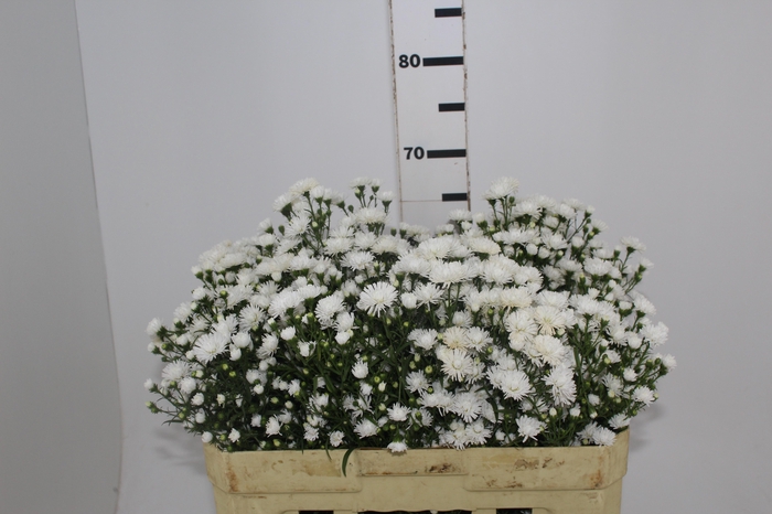 <h4>ASTER MARIANA 060 CM</h4>