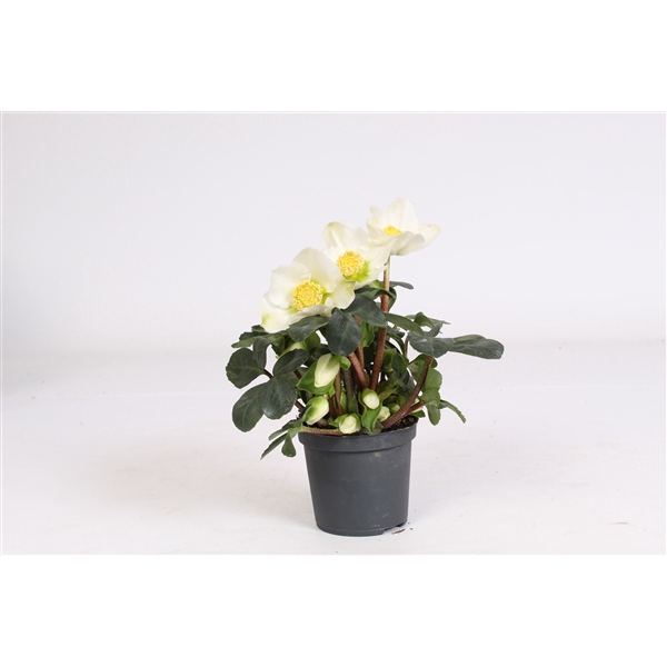 <h4>Helleborus n. Christmas Carol 7cm (L)</h4>