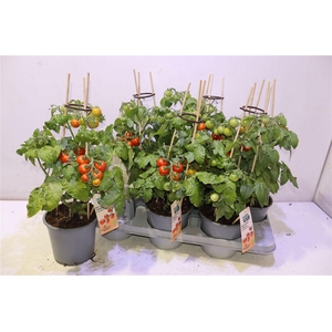 arr8 Tomatenplanten