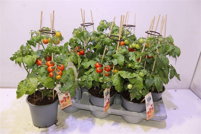<h4>arr8 Tomatenplanten</h4>