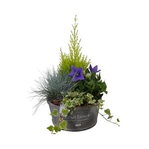 PTSO8332 Arrangement Summer Outdoor in houten bak