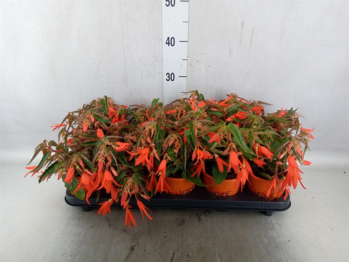 <h4>Begonia tuber. 'Bonfire'</h4>