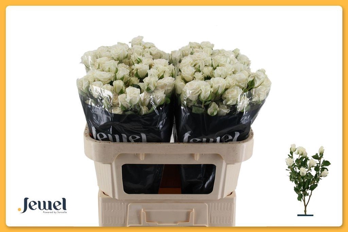 <h4>Rosa spray jalitah</h4>