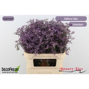 LIM SAF LILAC
