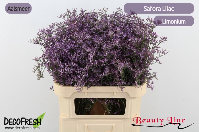 <h4>LIM SAF LILAC</h4>