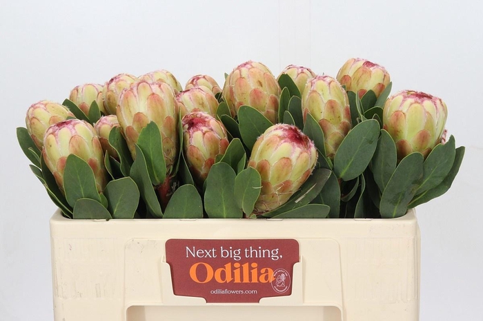 <h4>PROTEA GRANDICOLOR</h4>