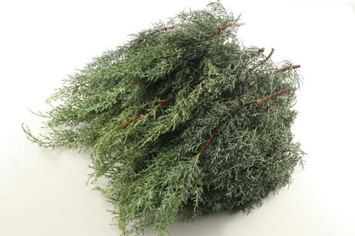 <h4>Cupressus Arizonica Glauca Fine Cutted</h4>