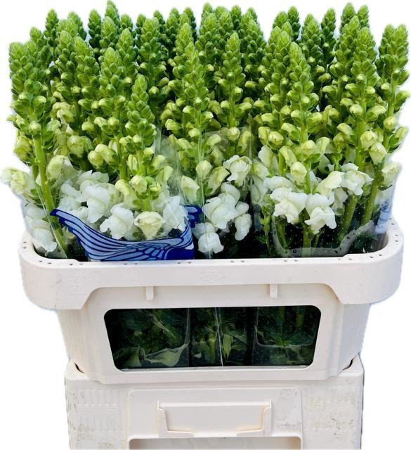 <h4>ANTIR AVIGNON WHITE</h4>