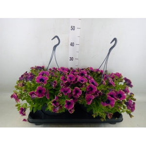 Petunia  'Surfinia'   ...mix