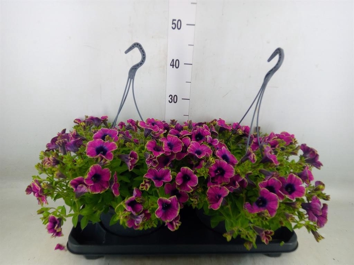<h4>Petunia  'Surfinia'   ...mix</h4>