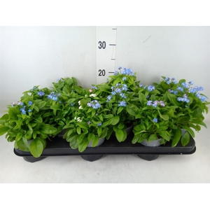 Myosotis sylv. 'Mon Amie'