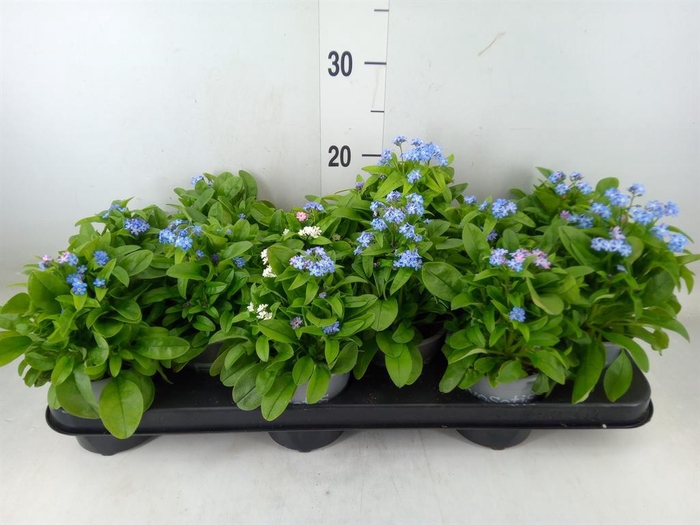 <h4>Myosotis sylv. 'Mon Amie'</h4>