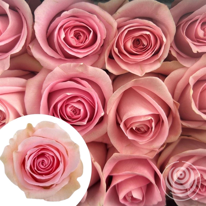 <h4>R Eq Luciano</h4>