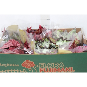 BEGONIA BELEAF P15 PO