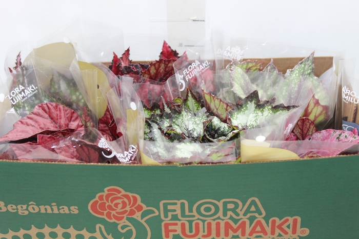 <h4>BEGONIA BELEAF P15 PO</h4>