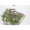 STATICE SINZII LAVENDERISH 060 CM