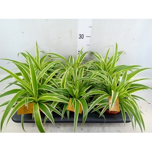 Chlorophytum com. 'Ocean'