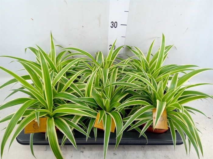 <h4>Chlorophytum com. 'Ocean'</h4>