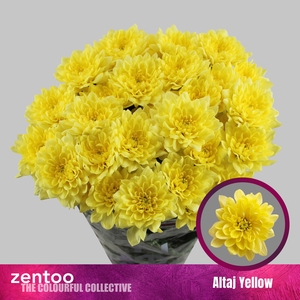 CHR T ALTAJ YELLOW