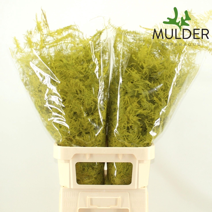 <h4>ASP OV KLB H%</h4>