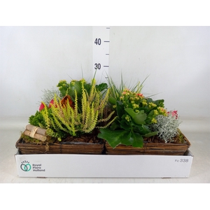 Arr.   Tuinplanten L%