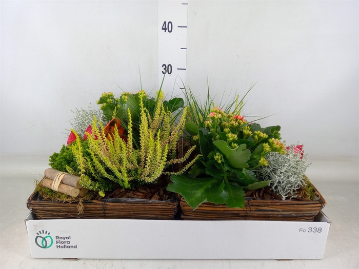 <h4>Arr.   Tuinplanten L%</h4>