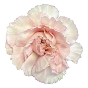 DI ST BRIDAL DAMASCUS