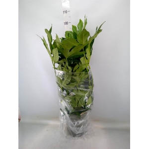 Fatsia japonica   ...