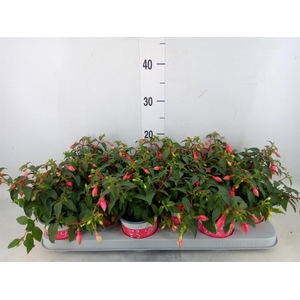 Fuchsia  'Bella Fuchsia Hilda'