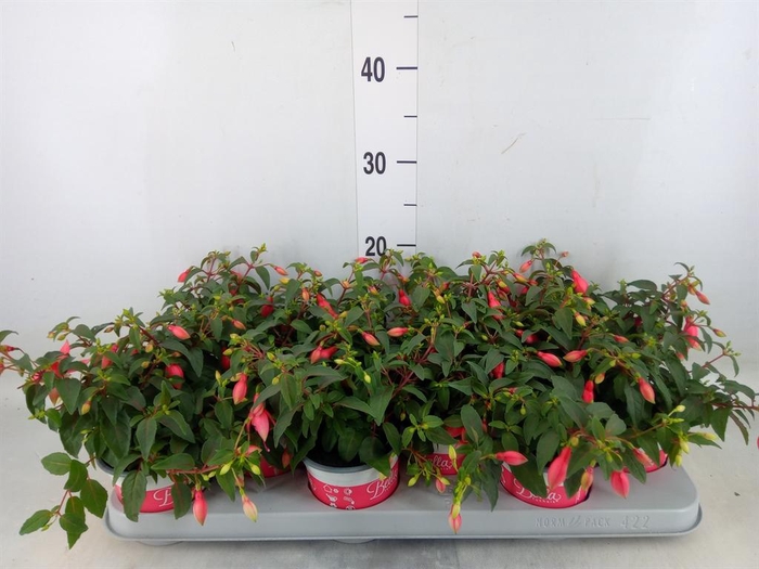 <h4>Fuchsia  'Bella Fuchsia Hilda'</h4>