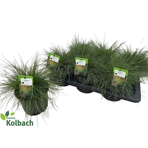 FEST GLAUCA