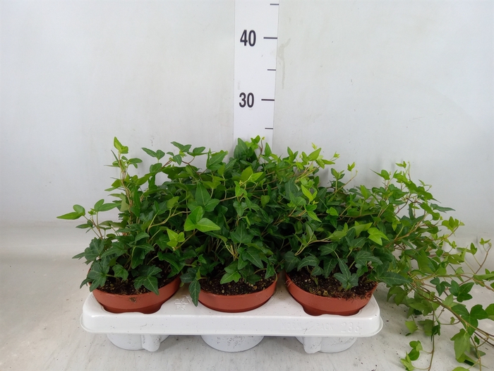 <h4>Hedera helix 'Shamrock'</h4>