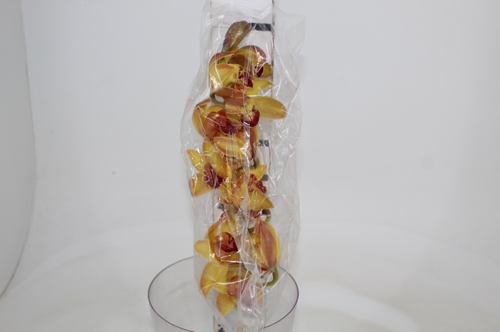 <h4>CYMBIDIUM HT MIN 12 FLS LARANJA</h4>
