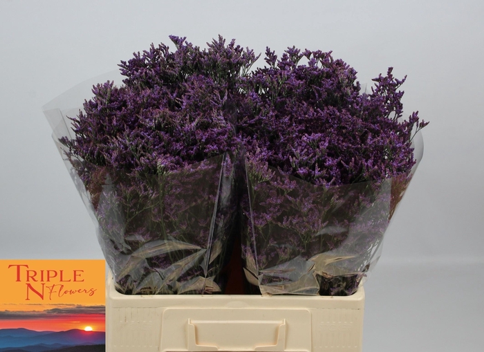 <h4>LIM SAF DARK BLUE</h4>