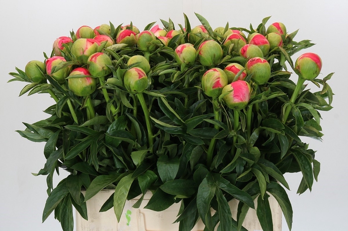 <h4>Paeonia Coral Sunset</h4>